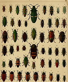 Die exotischen Käfer in Wort und Bild (1908) (20725487690).jpg
