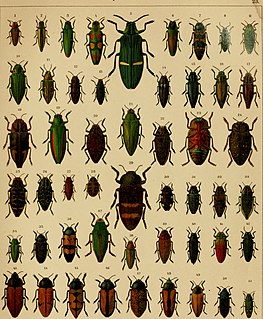 <i>Buprestis fasciata</i> Species of beetle