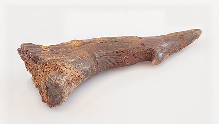 Fail:Diente rostral de un pez sierra extinto (Onchorpristis numidus), Kem Kem, Marruecos, 2021-01-15, DD 187-243 FS.jpg