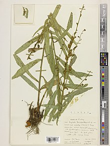 Digitalis davisiana - Kew Herbarium'daki örnek, img-662284.jpg