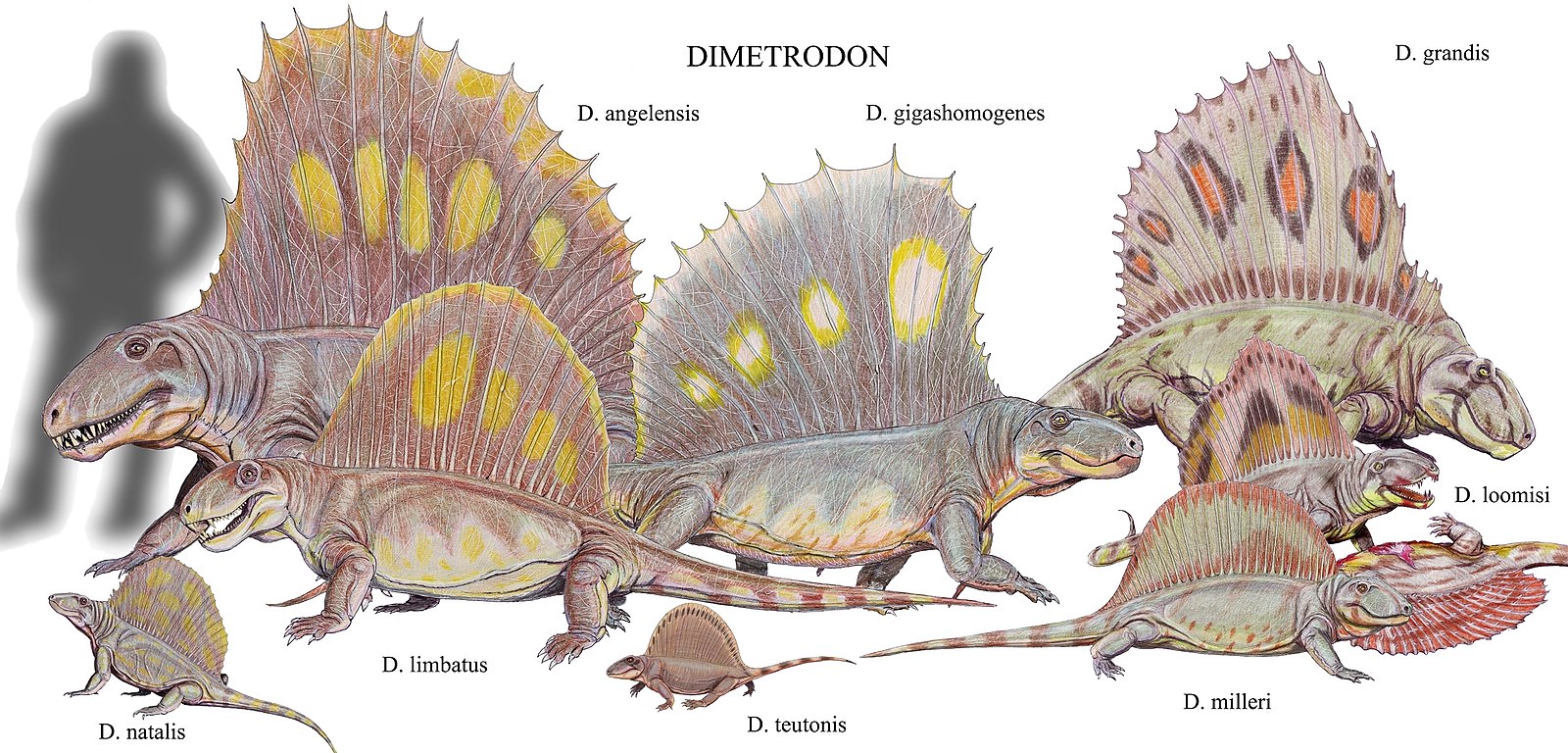 Dimetrodon angelensis