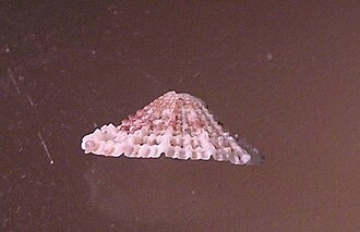 Lateral view of a shell of Diodora lincolnensis Diodora lincolnensis003.jpg