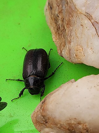 <i>Diplotaxis</i> (beetle) Genus of beetles