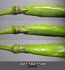 The short stipe below the fruit is a useful identification feature Diplotaxis tenuifolia sl22.jpg