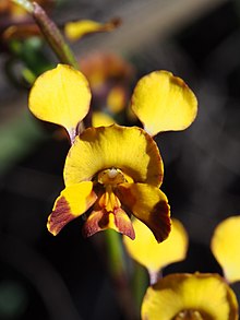 Diuris semilunulata.jpg