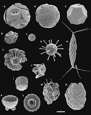 Škálová kompilace elektronových mikroskopických záznamů různých coccolithophores: A Coccolithus pelagicus, B Calcidiscus leptoporus, C Braarudosphaera bigelowii, D Gephyrocapsa oceanica, E Emiliania huxleyi, F Discospha flashera tubifera, G Rhabdosphaera flabiosa, Gbabsa , Iurra Florisphaera profunda, M Syracosphaera pulchra, N Helicosphaera carteri.  (Délka bílé čáry odpovídá 5 mikrometrů)