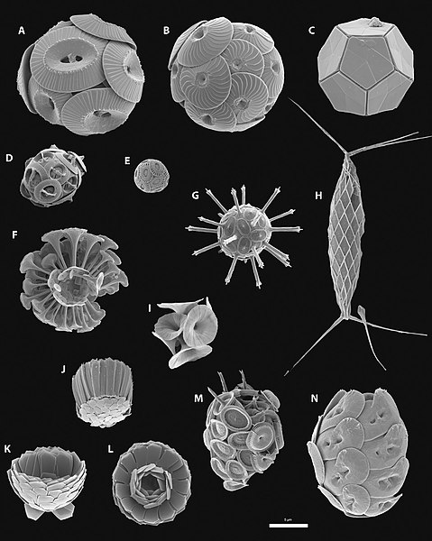 File:Diversity of coccolithophores.jpg