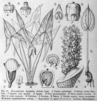 <i>Dracontioides</i> Genus of flowering plants