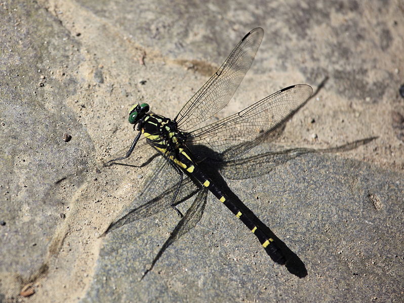 File:Dragonfly - Sieboldius albardae - 小鬼蜻蜒(コオニヤンマ) (7600096290).jpg