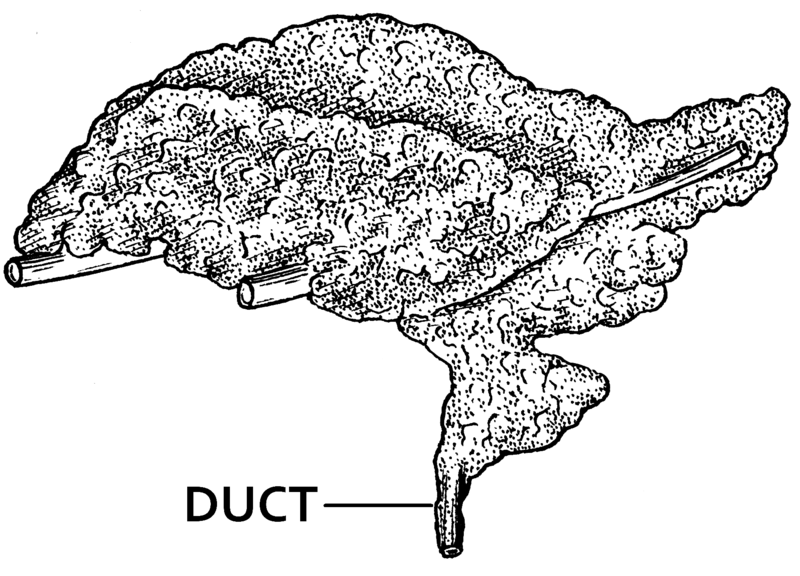 File:Duct (PSF).png
