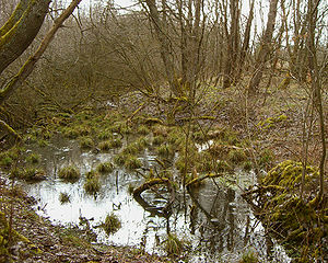 Dudenrother Schanze (right), photographed from the west from the inner wall.  The inner ditch filled with water can be seen in the foreground.