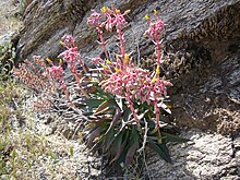 Dudleya saxosa.jpg