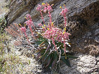 <i>Dudleya saxosa</i> Species of succulent