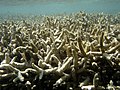 Méduses, coraux, anémones de mer