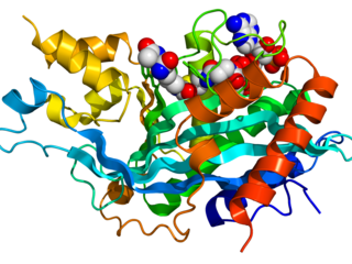 p300-CBP coactivator family Protein family