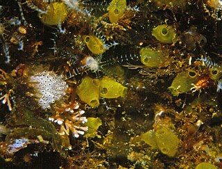 <i>Ecteinascidia</i> Genus of sea squirts