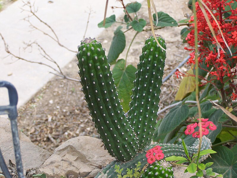 File:Ein Gedi Botanical Gardens047.jpg