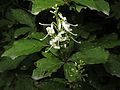 Elliottia Paniculata