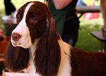 Thumbnail for File:English Springer Spaniel Flickr.jpg