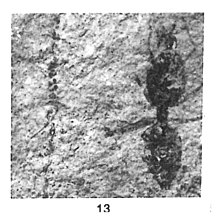 Eoformica expectans N. Théobald 1937 Gesomyrmex expectans Male holotype éch. R820 x3 p.210 pl. IV Hyménoptères du Sannoisien de Kleinkembs.jpg