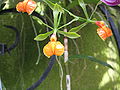 Epidendrum pseudepidendrum - Flickr 003.jpg