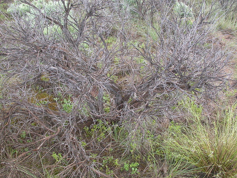 File:Eriogonum cernuum (3714331883).jpg