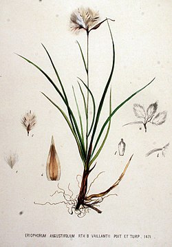 Eriophorum angustifolium — Flora Batava — Volume v19.jpg
