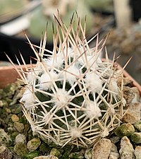 Escobaria robbinsorum 1116.jpg