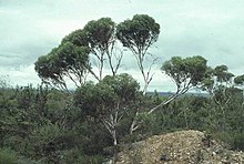 Eukalyptus doratoxylon.jpg