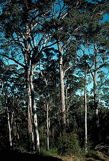 <i>Eucalyptus longirostrata</i> Species of eucalyptus