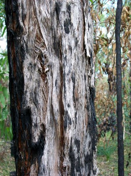Eucalyptus_oblonga