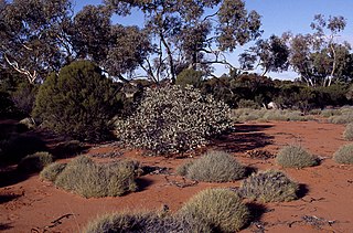 <i>Eucalyptus pimpiniana</i>