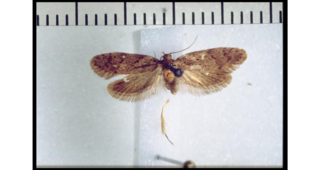 <i>Euchersadaula tristis</i> Species of moth endemic to New Zealand