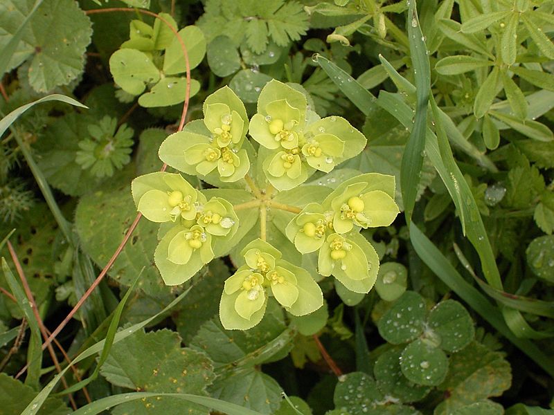 File:Euphorbia helioscopia (Barlovento) 01.jpg