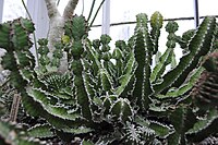 Euphorbia kibwizensis