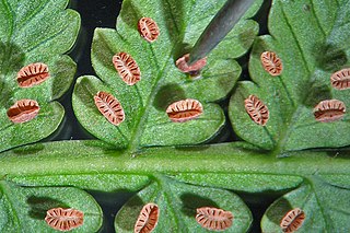 <i>Eupodium</i> Genus of ferns
