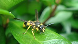 European tube wasp (Ancistrocerus gazella) on leaf.JPG