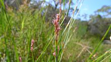 Eurychorda complanata flower (11961950495).jpg