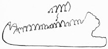 Holotype of E. serratus, a ramus of chelicera. Eurypterids of the Devonian Holland Quarry Shale of Ohio figure 43.jpg