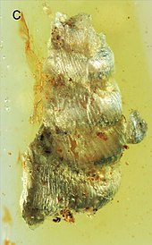 +Euthema hesoana in Burmese amber Euthema hesoana holotype Fig4 C.jpg