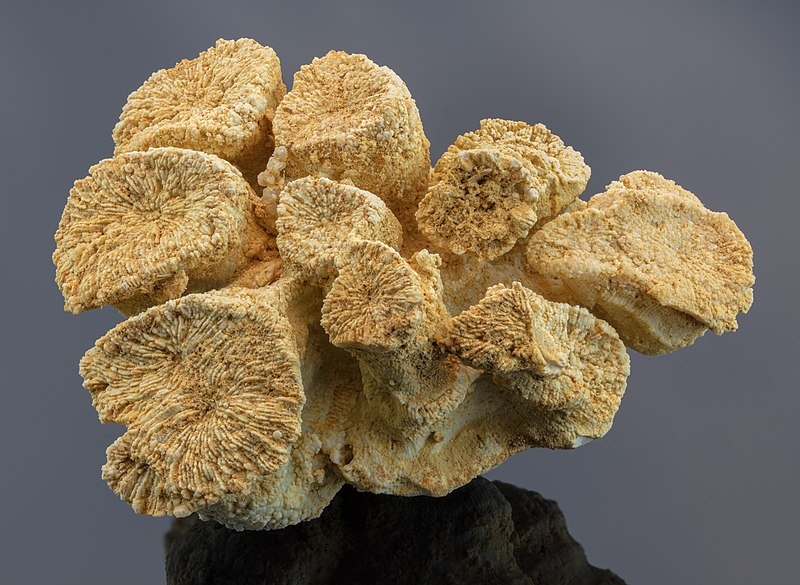 Файл:Fósil de coral (Gyrodendron lobatum), Nattheim, Alemania, 2021-01-18, DD 378-403 FS.jpg