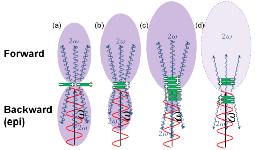 SHG radiation pattern in forward (F) and backward (B) from different dipoles arangment: (a) single dipoles, thus F = B ; (b) a small stack of dipoles, F > B ; (c) a large stack of dipoles, F >> B ; (d) the Gouy phase-shift cancels the SHGs, F & B weak FB diagram stacking.png