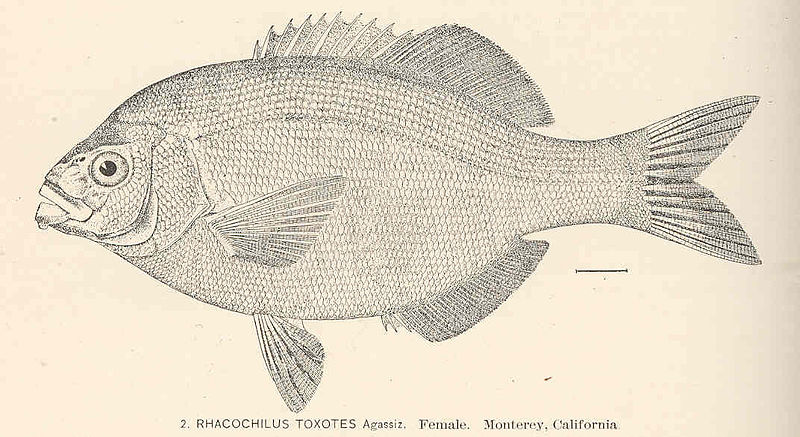 File:FMIB 40181 Rhacochilus toxotes Agassiz Female Monterey, California.jpeg