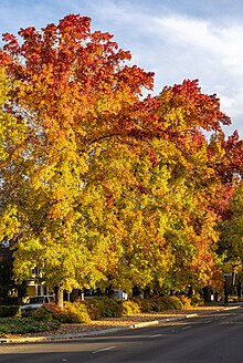 Trees in Chico, one of the designated tree cities in the United States Fall colors along the Esplanade in Chico, California-9707.jpg