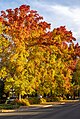 Fall colors along the Esplanade in Chico, November 2023.