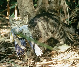 Cat predation on wildlife Interspecies animal behavior