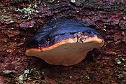 Spruce spruce Fomitopsis pinicola.jpg