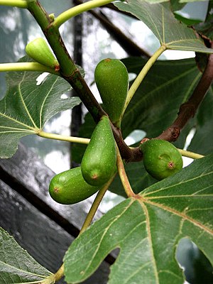 Fig Tree (Ficus Carica) - detail - geograph.org.uk - 562736.jpg