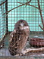 Fish owl (Ketupa zeylonensis) in Parassinikadavu Snake Park