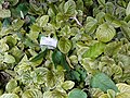 Fittonia gigantea - Copenhagen Botanical Garden - DSC07402.JPG